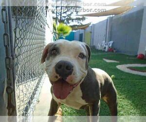 American Staffordshire Terrier Dogs for adoption in Stockton, CA, USA