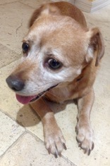 Beagi Dogs for adoption in Tampa, FL, USA