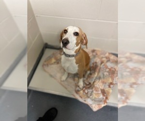 Black and Tan Coonhound-Labrador Retriever Mix Dogs for adoption in Glen Allen, VA, USA