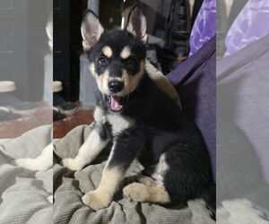 Siberian Husky-Unknown Mix Dogs for adoption in McKinney, TX, USA