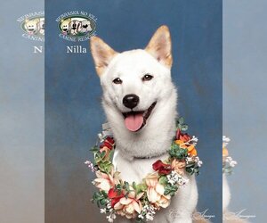 Shiba Inu Dogs for adoption in Lincoln, NE, USA
