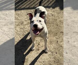 Mutt Dogs for adoption in Riverside, CA, USA