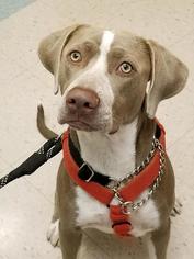 Weimaraner Dogs for adoption in Clayton, CA, USA