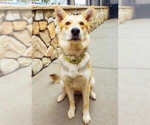 German Shepherd Dog Dogs for adoption in Sacramento, CA, USA
