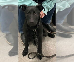 Labrador Retriever-Unknown Mix Dogs for adoption in Rancho Cucamonga, CA, USA