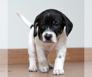 Dachshund Dogs for adoption in Eden Prairie, MN, USA