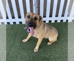 Mutt Dogs for adoption in Modesto, CA, USA