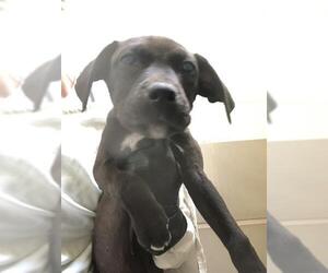 American Pit Bull Terrier Dogs for adoption in Pueblo, CO, USA