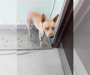 Labrador Retriever Dogs for adoption in Corpus Christi, TX, USA