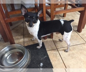 Rat Terrier Dogs for adoption in Forest, VA, USA