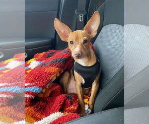 Chihuahua-Unknown Mix Dogs for adoption in Milwaukie, OR, USA