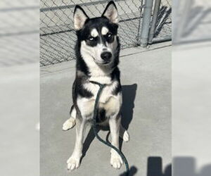 Siberian Husky Dogs for adoption in Salinas, CA, USA