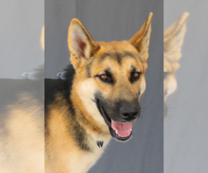 German Shepherd Dog Dogs for adoption in Pasadena, CA, USA