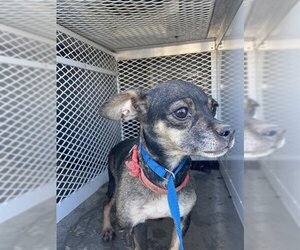 Chihuahua Dogs for adoption in Bakersfield, CA, USA