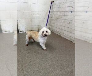 Maltipoo (Miniature) Dogs for adoption in San Bernardino, CA, USA