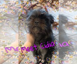 Affenpinscher Dogs for adoption in Pipe Creek, TX, USA
