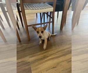 Mutt Dogs for adoption in Paso Robles, CA, USA