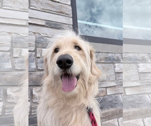 Poodle (Standard)-Unknown Mix Dogs for adoption in Grafton, WI, USA