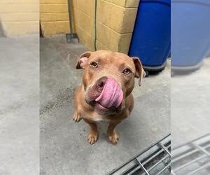 Staffordshire Bull Terrier Dogs for adoption in Stockton, CA, USA