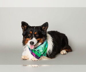 Cardigan Welsh Corgi Dogs for adoption in San Andreas, CA, USA