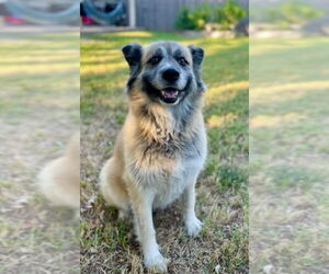 German Shepherd Dog-Huskies Mix Dogs for adoption in McKinney, TX, USA