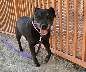 Labrador Retriever-Unknown Mix Dogs for adoption in Las Vegas, NV, USA