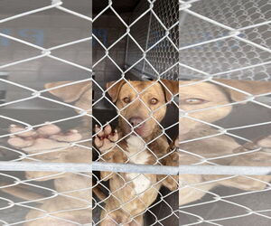 Medium Photo #1 Mutt Puppy For Sale in Las Vegas, NM, USA