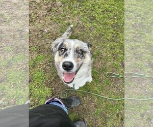 Australian Shepherd-Unknown Mix Dogs for adoption in Front Royal, VA, USA
