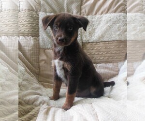 View Ad: Australian Shepherd-Chocolate Labrador retriever Mix Dog for ...