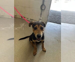 American Foxhound-Unknown Mix Dogs for adoption in San Bernardino, CA, USA