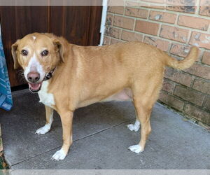 Beagle Dogs for adoption in Sanford, FL, USA