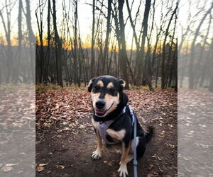 Labrador Retriever-Unknown Mix Dogs for adoption in Princeton, MN, USA