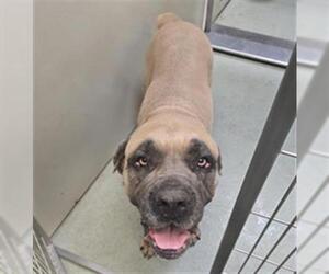 Mutt Dogs for adoption in Placerville, CA, USA