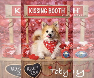 Pomeranian-Unknown Mix Dogs for adoption in Arcadia, FL, USA