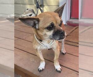 Chug Dogs for adoption in San Antonio, TX, USA