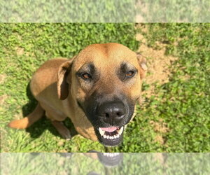 Mutt Dogs for adoption in Evansville, IN, USA