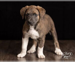 Aussie Pyrenees Dogs for adoption in Claremore, OK, USA