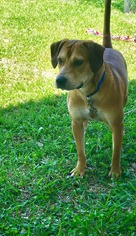 Beagle Dogs for adoption in Abbeville, LA, USA