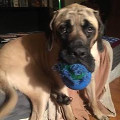 Medium Photo #1 Mastiff Puppy For Sale in McMinnville, OR, USA