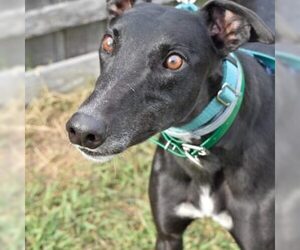 Greyhound Dogs for adoption in Grandville, MI, USA