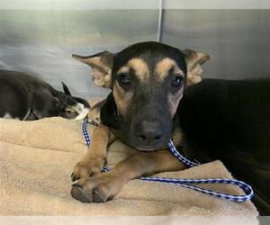 German Shepherd Dog-Unknown Mix Dogs for adoption in Grand Prairie, TX, USA