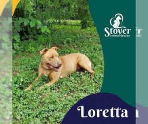 American Pit Bull Terrier Dogs for adoption in Stover, MO, USA