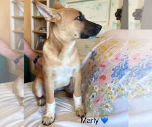 Mutt Dogs for adoption in Rockaway, NJ, USA