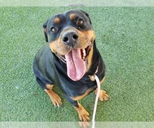 Rottweiler Dogs for adoption in Camarillo, CA, USA