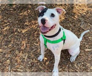 American Pit Bull Terrier Dogs for adoption in Santa Cruz, CA, USA