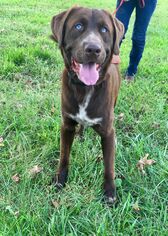 Sheprador Dogs for adoption in Marion, KY, USA