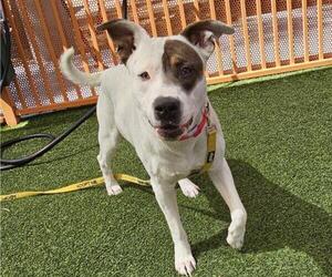 Boxer-Unknown Mix Dogs for adoption in Las Vegas, NV, USA