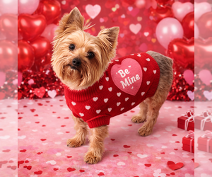 Mutt Dogs for adoption in Sistersville, WV, USA