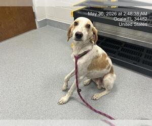 Beagle Dogs for adoption in Ocala, FL, USA