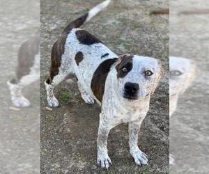 Mutt Dogs for adoption in Riverside, CA, USA